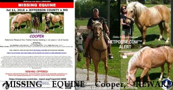 MISSING EQUINE Cooper, REWARD - RECOVERED Near Cedar Hill, MO, 63016